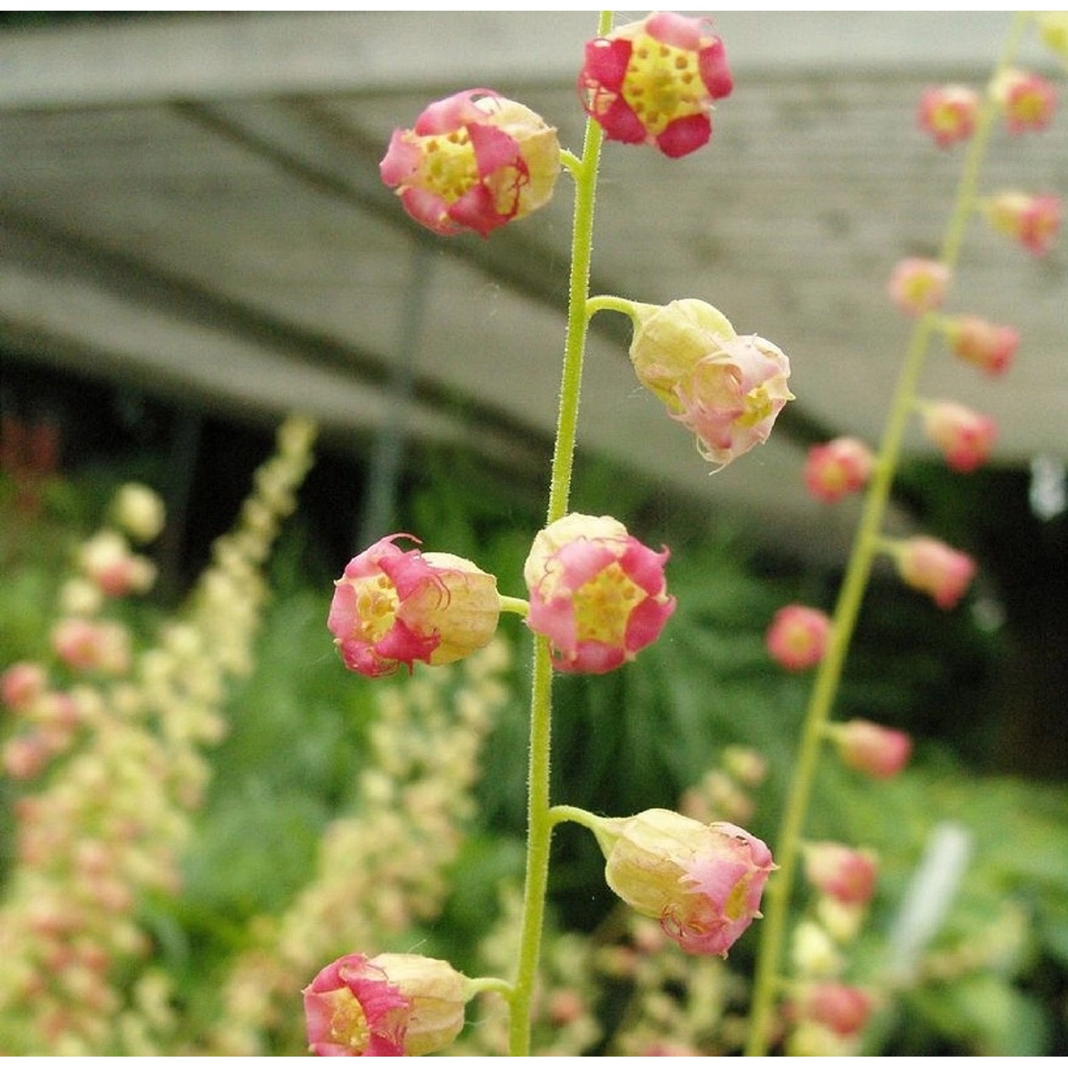 Falsche Allraunwurzel Forest Frost - Tellima grandiflora günstig online kaufen