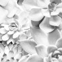 Komar Fototapete Vlies Shades Black and White, 100x250 cm, mit Sukkulenten-Motiv.