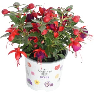 Fuchsie Summer Survivors im Topf, Farbenauswahl mit roten und violetten Blüten.