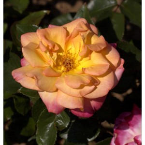 Nahaufnahme einer gelb-rosa Hochstamm Rose Bellevue Blüte.