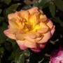 Nahaufnahme einer gelb-rosa Hochstamm Rose Bellevue Blüte.