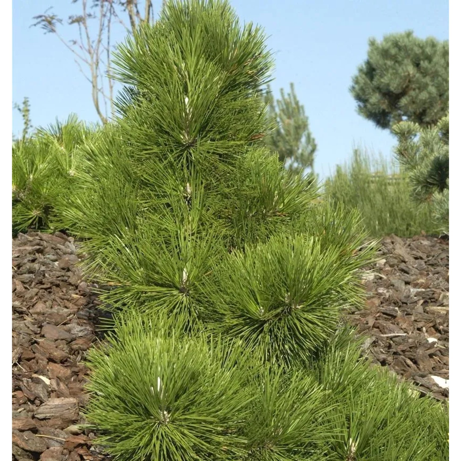 Japanische Schwarz-Kiefer Thunderhead 25-30cm - Pinus thunbergii