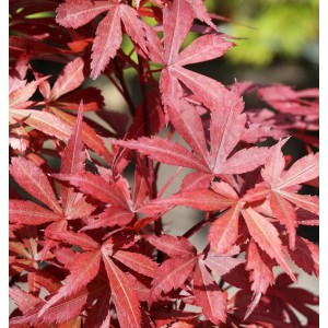 Fächerahorn Beni Otake mit roten Blättern, Acer palmatum, Strauch.