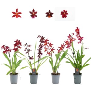 GROW by OBI Cambria-Orchidee Red Beauty, sortiert, im Topf. Zimmerpflanze mit roten Blüten.