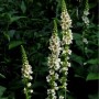 Königskerze 'White Domino': Aufrechte Staude mit weißen Blüten und dunklen Blättern.