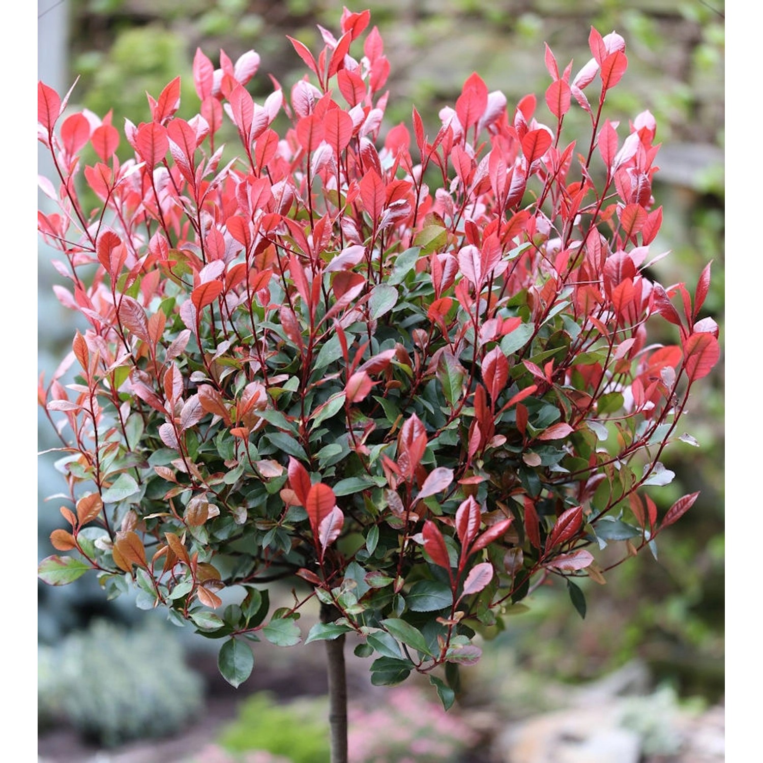 Hochstamm Glanzmispel Red Robin 80-100cm - Photinia fraseri günstig online kaufen