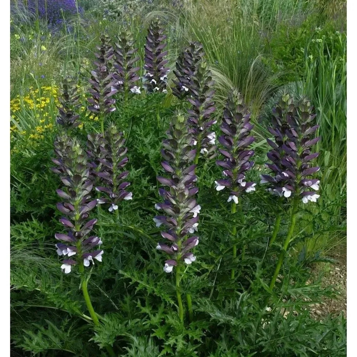 Stacheliger Bärenklaue - Acanthus spinosus