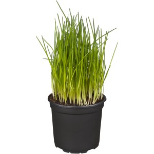 Schnittlauch im Topf (Ø 9cm), frisches Küchenkraut für aromatische Gerichte und als Bienenweide.
