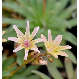 Nahaufnahme der zarten, hellrosa Blüten der Bitterwurz Little Peach Staude.