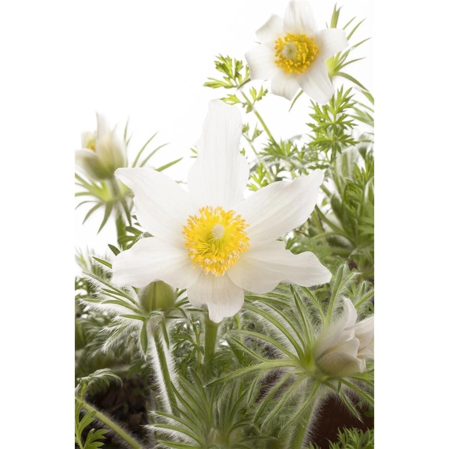 Pulsatilla Vulgaris Alba Küchenschelle Ca. 9x9 cm Topf günstig online kaufen