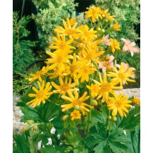 Gelb blühende Ligularia Palmatiloba Staude im Topf, ca. 11x11 cm.