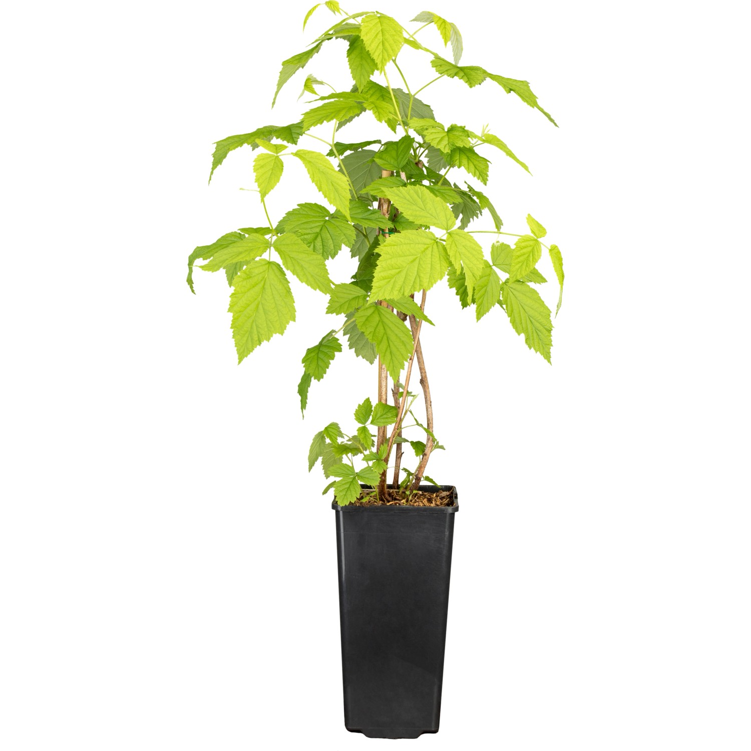 GROW by OBI Himbeere Willamette ca. 40 - 60 cm Rubus idaeus