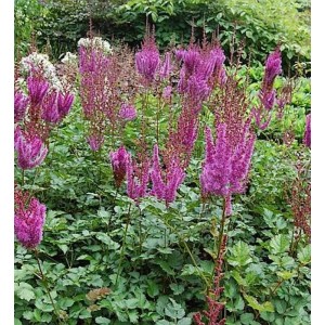 Prachtspiere 'Purpurlanze' (Astilbe arendsii) mit purpurfarbenen Blüten im Garten.