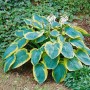 Blaublattfunkie 'Frances Williams' im Garten: Staude mit blaugrünen Blättern und gelbem Rand, weiße Blüten.