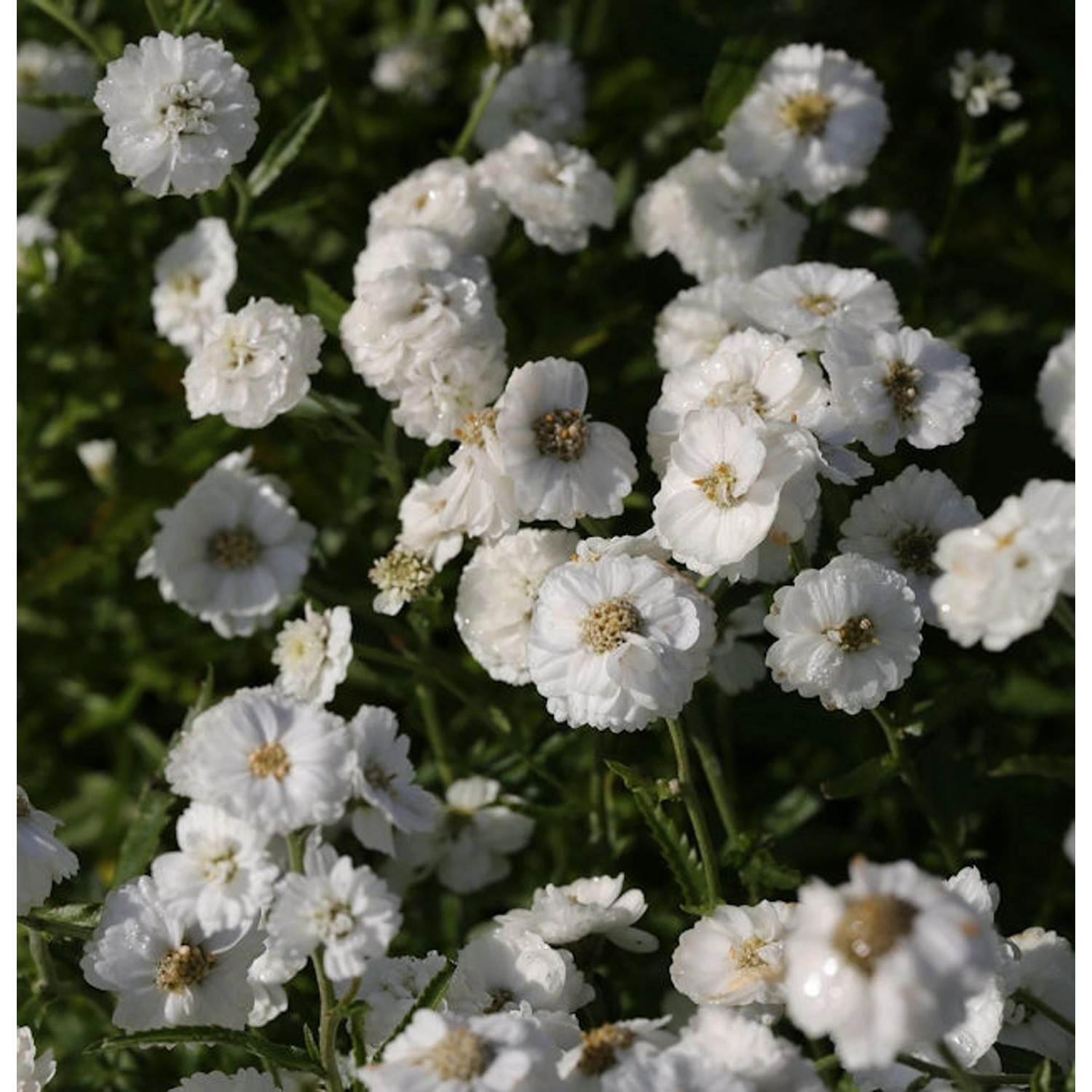 Schafgarbe Die Perle - Achillea ptarmica günstig online kaufen