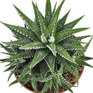 Zebra-Haworthie (Haworthia fasciata) im Topf, eine grüne Sukkulente mit weißen Streifen.