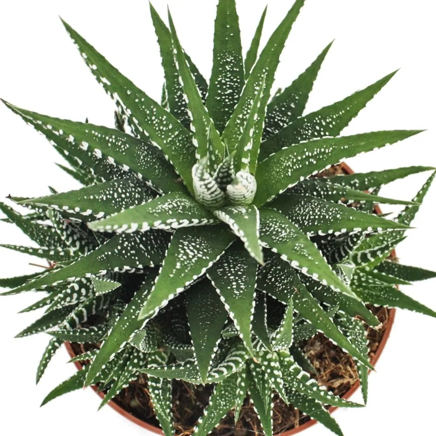 Zebra-Haworthie (Haworthia fasciata) im Topf, eine grüne Sukkulente mit weißen Streifen.