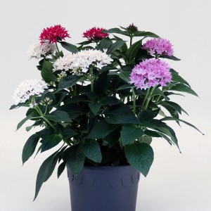 Fünfzahlstrauch 'Hot Spot Trio' im Topf mit roten, weißen und pinken Blüten.