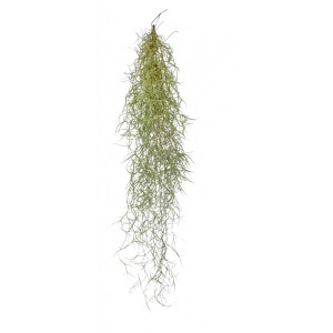 Hängende Tillandsie (Tillandsia usneoides), ca. 55-60 cm hoch, mit hellgrauen Trieben.