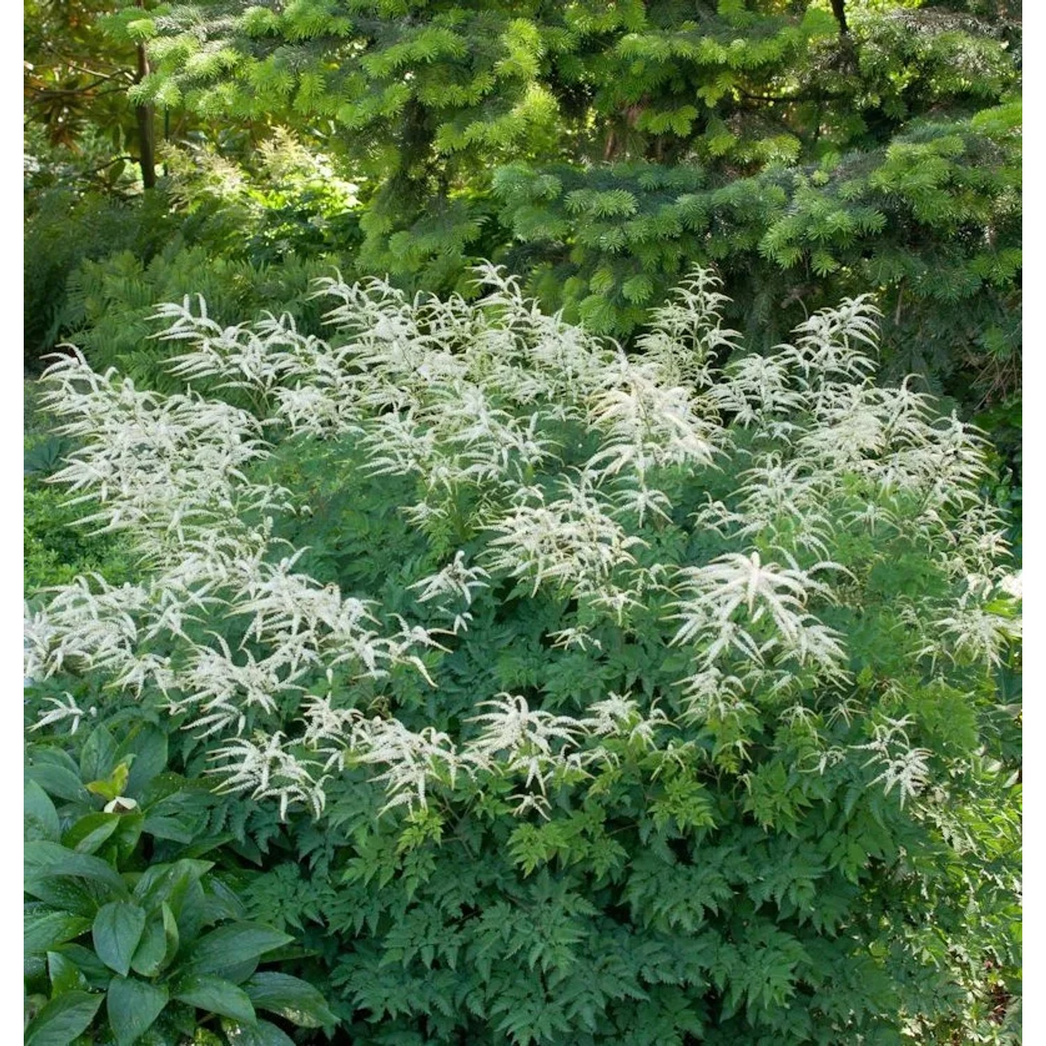 Wald Geißbart Elegance - Aruncus dioicus