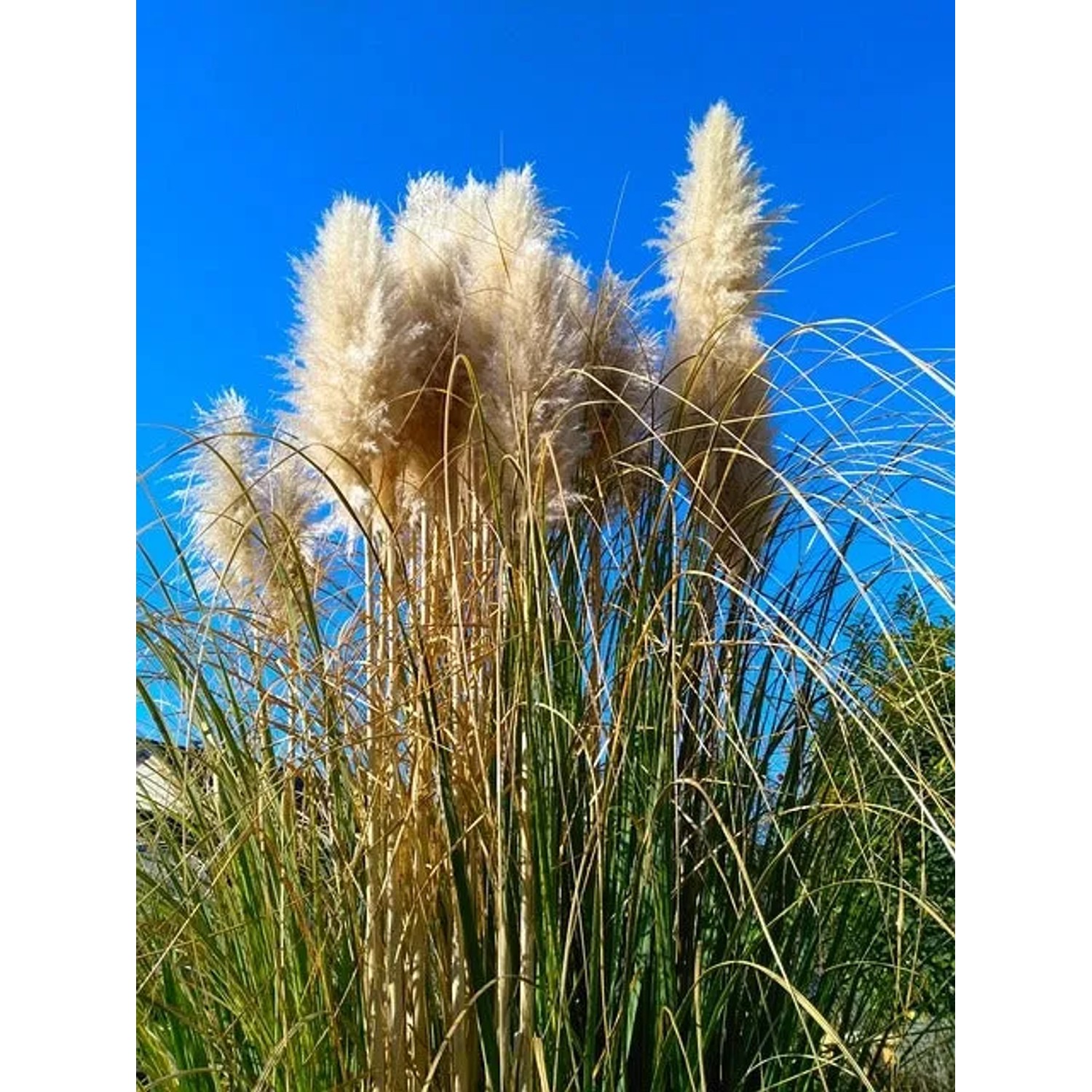 Baumfink Pampasgras Cortaderia selloana winterhart Topfpflanze kaufen bei OBI
