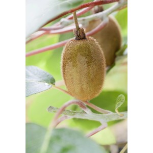 Nahaufnahme einer reifen, behaarten Kiwi Solo am Strauch. GROW by OBI Bio Kiwi.