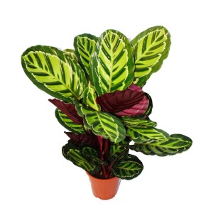 Calathea Roseapicta im 19cm Topf, ca. 60-80cm hoch. Exotische Schattenpflanze mit auffälligem Blattmuster.