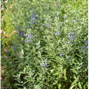 Bartblume 'First Blue' (Caryopteris clandonensis) mit blau-violetten Blüten im Garten.