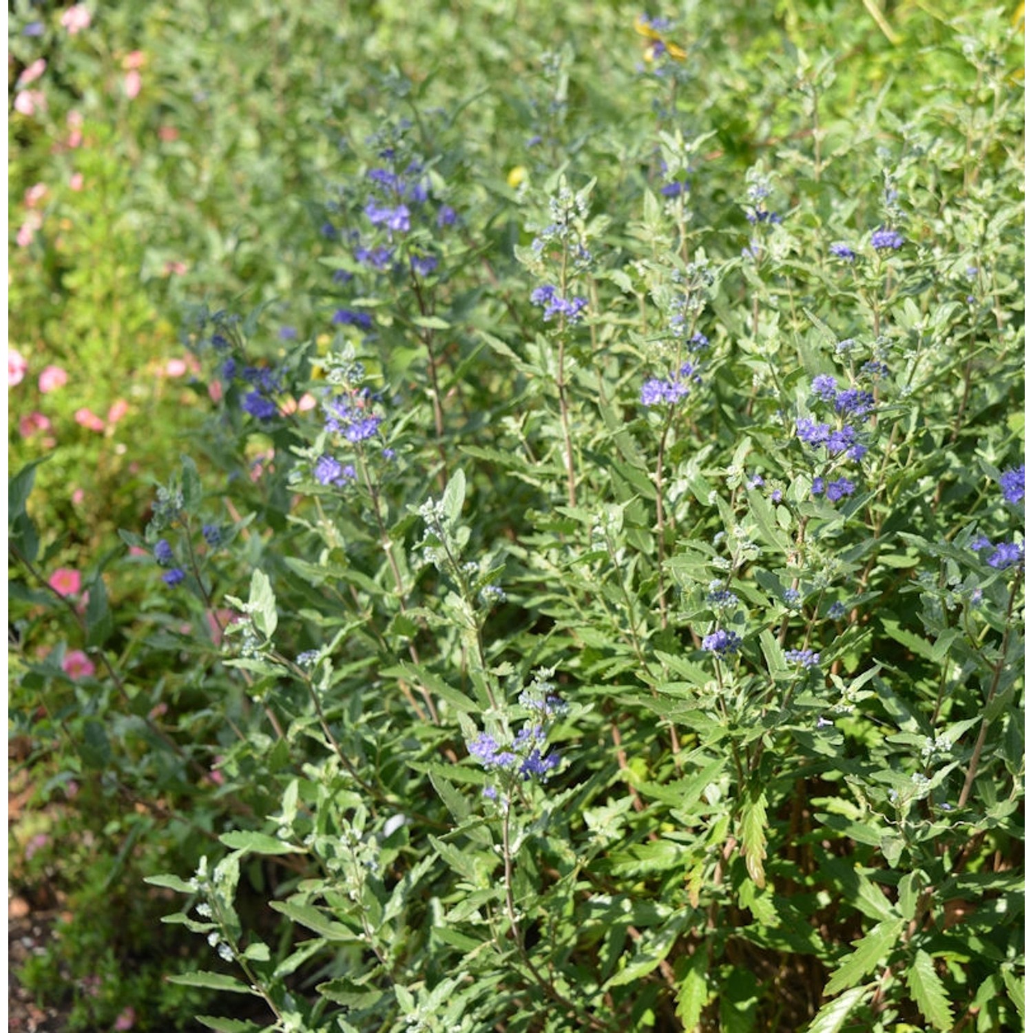 Bartblume First Blue 25-30cm - Caryopteris clandonensis günstig online kaufen