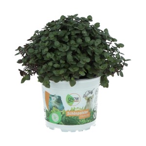 GROW by OBI Schönpolster im Topf, eine Grünpflanze als Vitalfutter für Kleintiere.