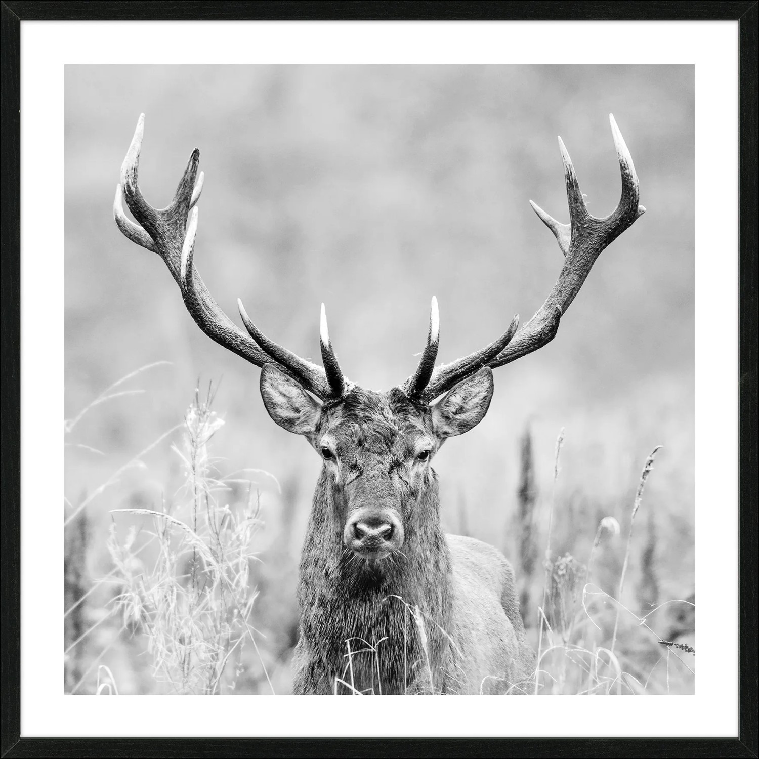 Bild mit Rahmen Anonymus Grey Deer Dead II 52,5 cm x 52,5 cm
