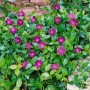 Immergrüner Bodendecker Vinca Minor Rubra mit rosa Blüten im 9x9 cm Topf.