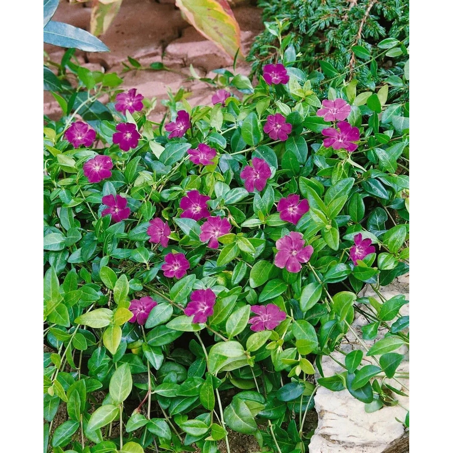 Immergrüner Bodendecker Vinca Minor Rubra mit rosa Blüten im 9x9 cm Topf.