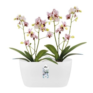 Elho Brussels Orchidee Duo 25 rosa, ovaler Orchideentopf für 2 Pflanzen.
