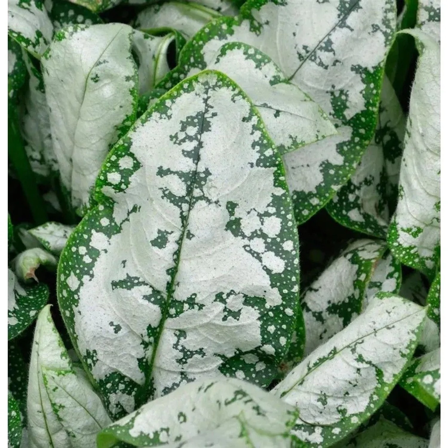 Lungenkraut Moonshine - Pulmonaria saccharata