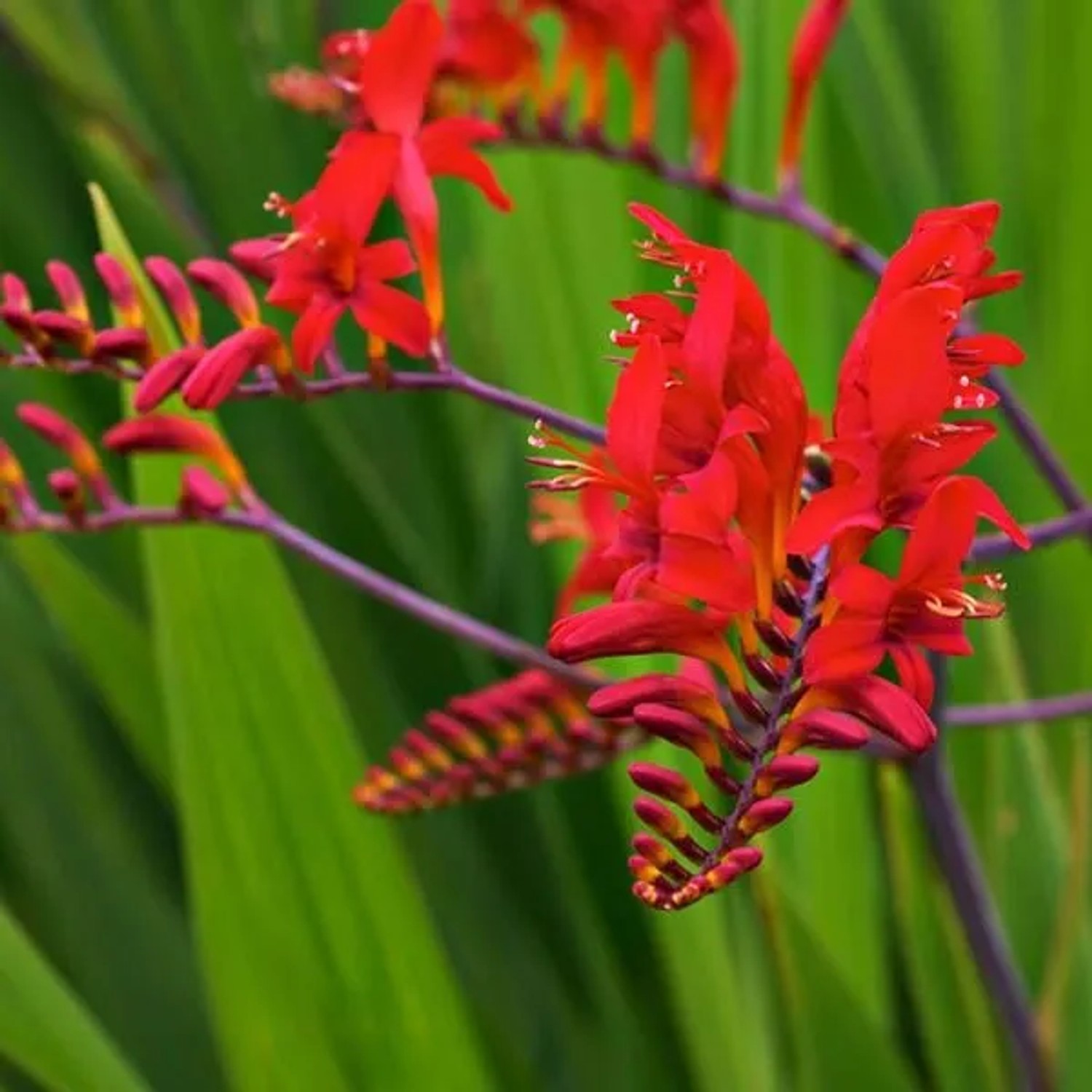 6 x Montbretie 'Lucifer' Crocosmia Topf 9cm Rote Blüten