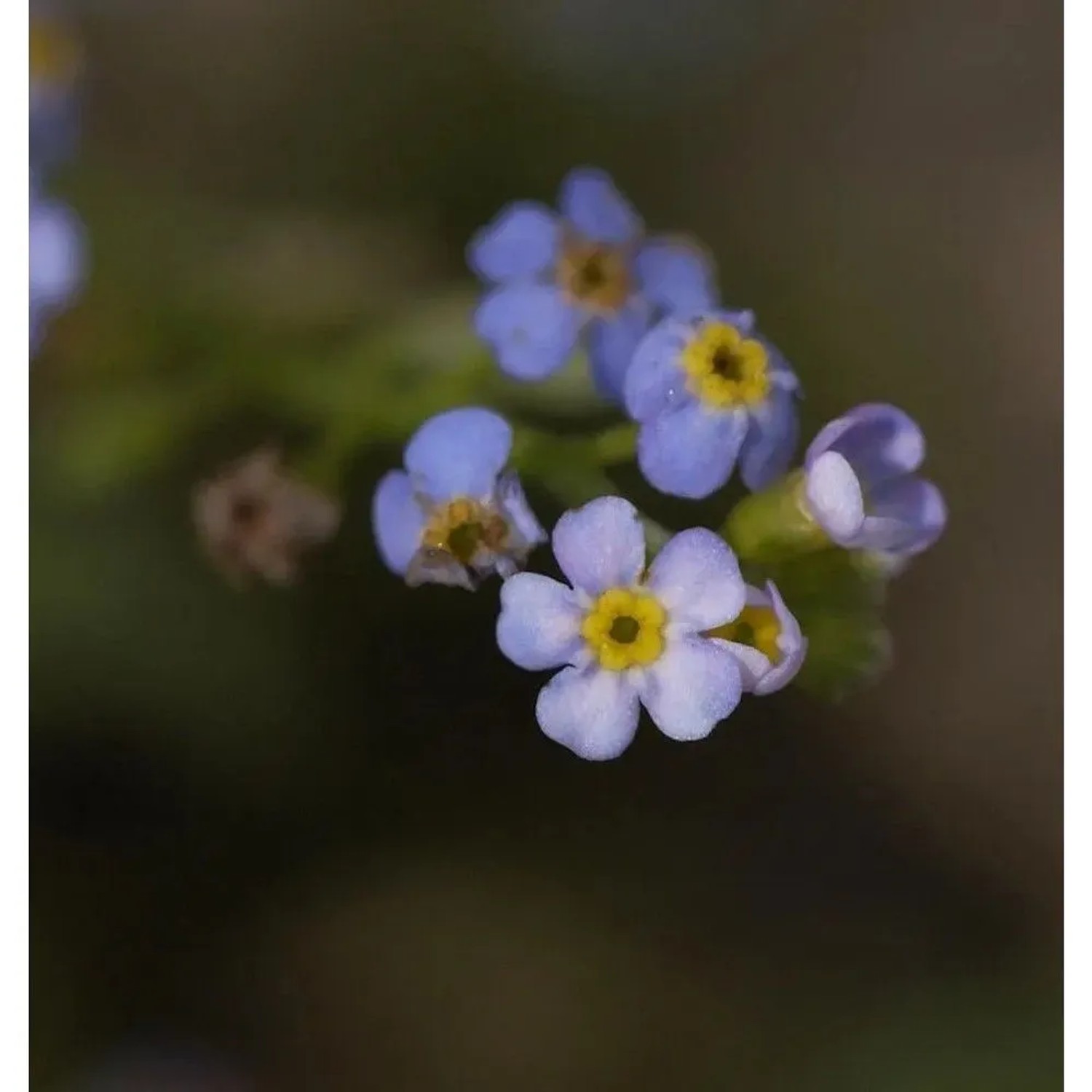 Sumpfvergißmeinnicht Thüringen - Myosotis palustris_2