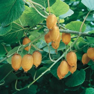 Reife, goldene Kiwis der Sorte GROW by OBI an einem Kiwi-Strauch mit grünen Blättern.