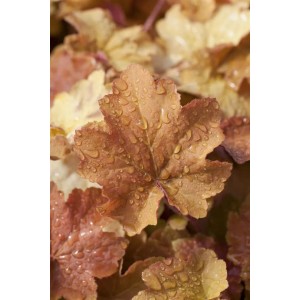 Nahaufnahme der karamellfarbenen Blätter der Heuchera Villosa Caramel Staude mit Wassertropfen.