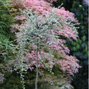 Hochstamm Zwergmispel (Cotoneaster cochleatus), 80-100cm, mit kleinen Blättern und buschiger Krone.