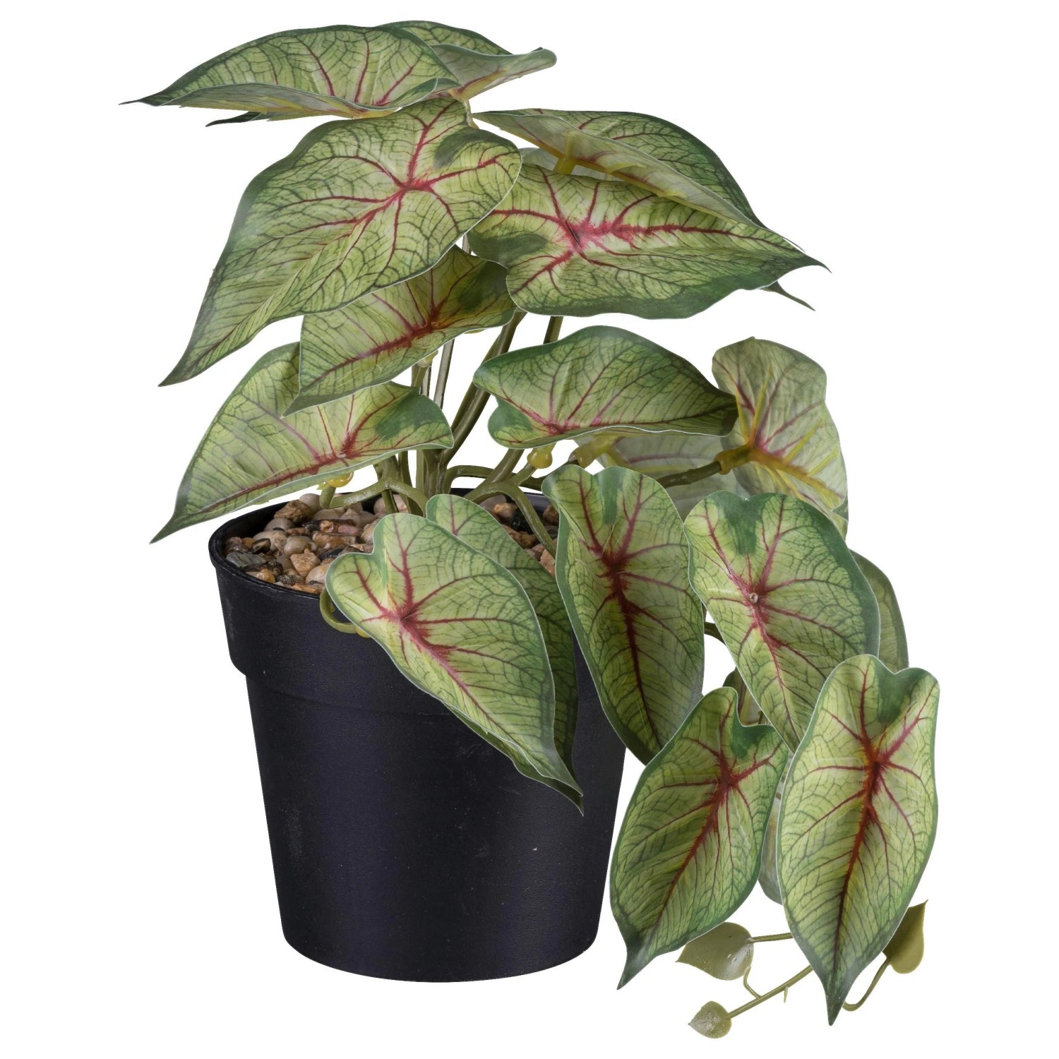 Modern Living Kunstpflanze Caladium II in Grün
