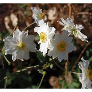 Herbstanemone 'Whirlwind' (Anemone japonica) mit weißen Blüten und gelber Mitte.
