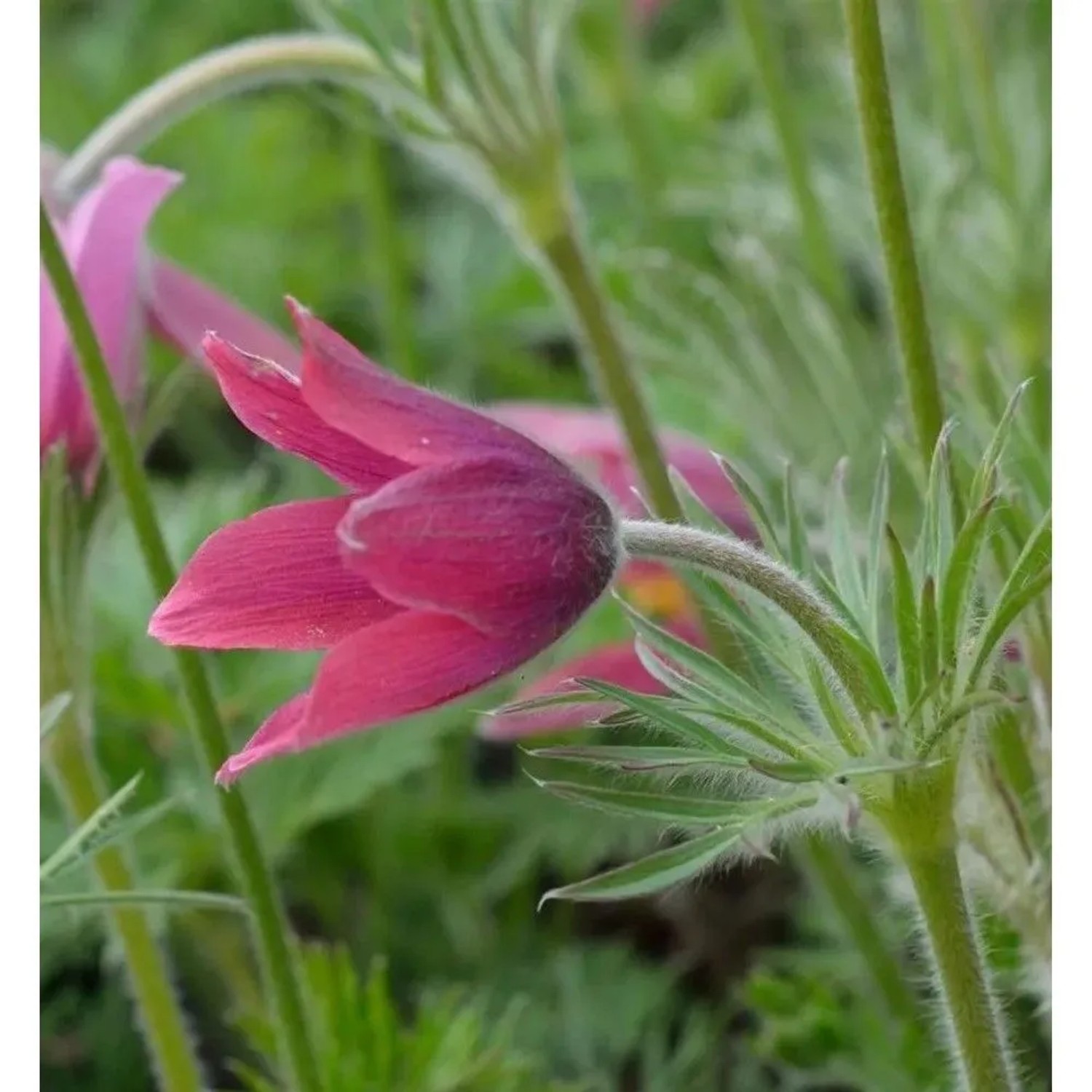 Küchenschelle Rote Glocke - Pulsatilla vulgaris