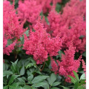 Prachtspiere 'Montgomery' mit leuchtend pinkfarbenen Blütenständen und grünen Blättern.
