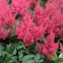 Prachtspiere 'Montgomery' mit leuchtend pinkfarbenen Blütenständen und grünen Blättern.