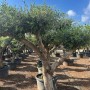 50 Jahre alter Olivenbaum 'Olea Europaea Lechin' Pompon, 240 cm hoch, im Topf.