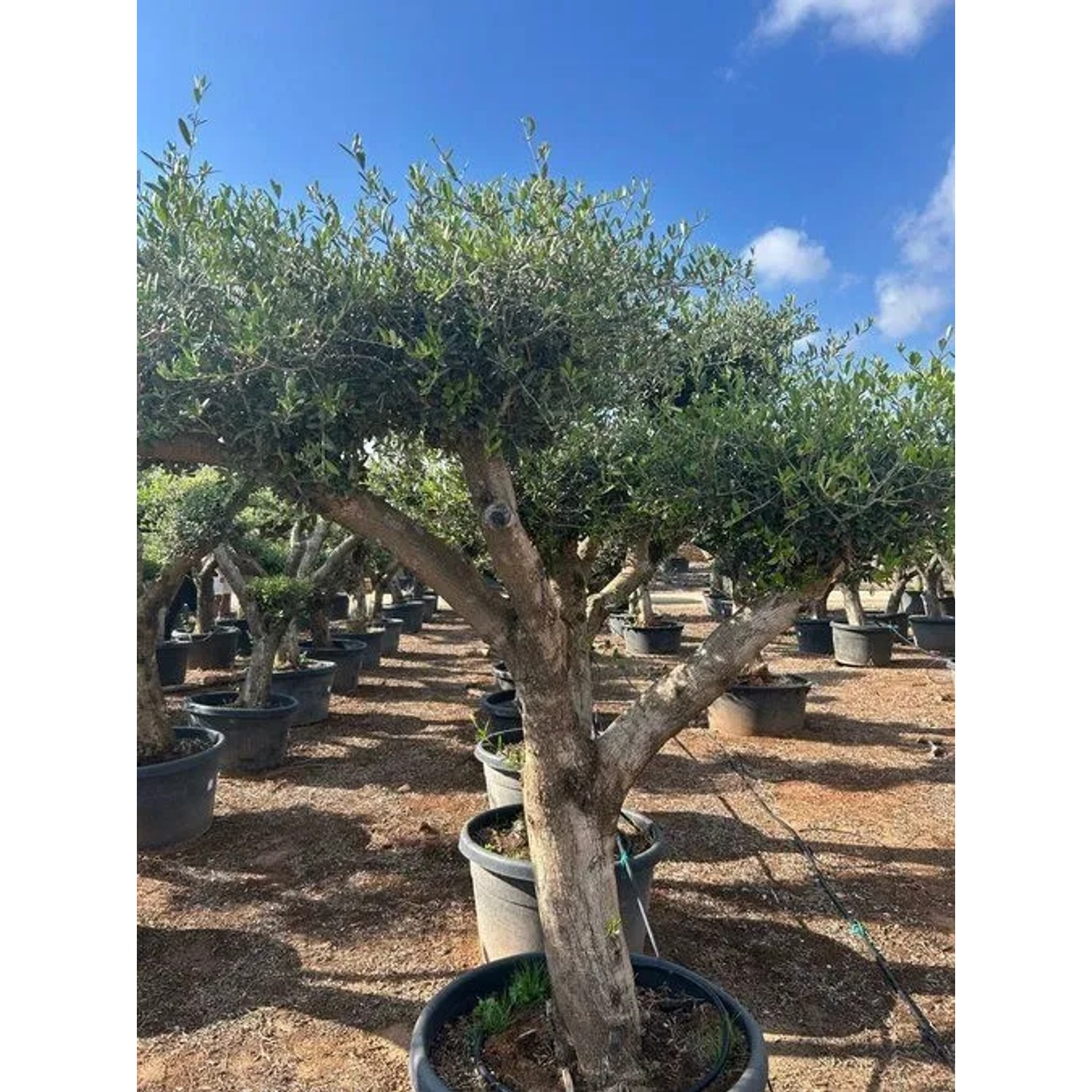 50 Jahre alter Olivenbaum 'Olea Europaea Lechin' Pompon, 240 cm hoch, im Topf.