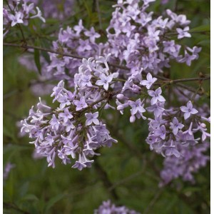 Nahaufnahme von blühendem, lila Persischen Flieder (Syringa persica) Strauch.