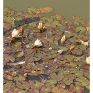 Zwerg Seerose Alba - Nymphaea
