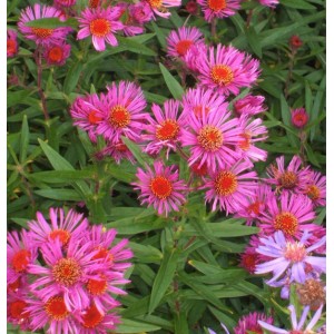 Rauhblattaster Andenken an P. Gerber (Aster novae angliae) mit pinkfarbenen Blüten.
